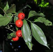 Image result for Cryptocarya