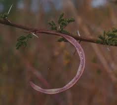 Image result for Acacia hockii