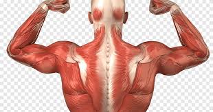 Attached to the bones of the skeletal system are about 700 named muscles that make up roughly half of a person's body weight. Human Body Human Back Anatomy Muscle Muscular System Muscle Anatomy Hand Human Png Pngegg