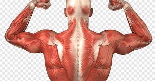 The best way to strengthen back muscles is in a static position. Human Body Human Back Anatomy Muscle Muscular System Muscle Anatomy Hand Human Png Pngegg