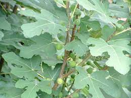 Check spelling or type a new query. Fig Trees Veggie Gardening Tips