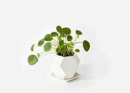 All will be well if you do exactly that for any of the plants on this list. 35 Best Indoor Plants For Apartments Best Houseplants For Apartment Dwellers