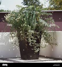 Image result for Helichrysum argyranthum