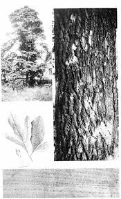Image result for Oldfieldia macrocarpa