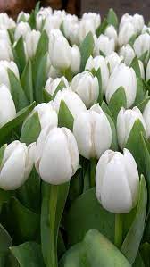 tulipanes amazing flowers tulips flowers white tulips