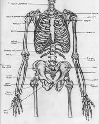 Their visual nature means memory storage and recollection of information is a breeze, while the concise written definitions provide a straightforward memory cue as to the body part's function. Skeletal Torso Anatomy By Badfish81 On Deviantart