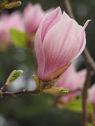 The last magnolia, the yulan magnolia is much like the saucer magnolia. Yulan Magnolia Flowers Bloom In Beijing Cgtn