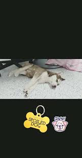 Petersburg) and we genuinely care about your pets and all animals! Island Hammock Pet Hospital Veterinarian Key Largo Florida Facebook 1 Review 433 Photos