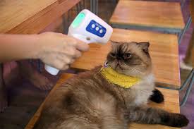 Maybe you would like to learn more about one of these? New Normal Kucing Juga Dicek Suhu Tubuh Masuk Kafe Ini Topcareerid