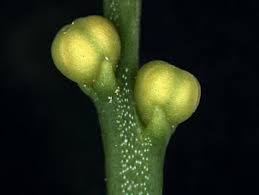 Image result for Pleopeltis  × simiana