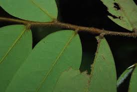 Image result for Xylopia wilwerthii