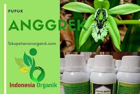 26 Bunga Anggrek Ekor Tupai Murah Hub 0823 2292 4990 Agen Pupuk Organik Bulan Download Dendrobium Dan Ekor Tupai Paling Diburu Bisni Di 2020 Bunga Anggrek Tanaman