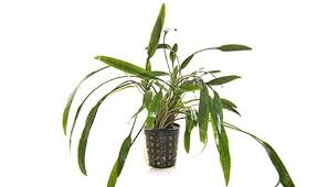 Дата начала 17 янв 2018. Cryptocoryne Parva Encyclo Fish