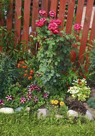 Climbing rose interplanted with white clematis. Underplanting Rose Companions Suggestions For Plants That Grow Well Under Roses