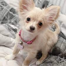 Browse thru thousands of chiweenie dogs for adoption in ohio, usa area, listed by dog rescue organizations and individuals, to find your match. Chihuahua Puppies For Sale Near Me Teacup Chihuahua Puppies For Sale Near Me