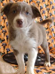 They are ready to play outside she is a special border collie puppy who is excited to meet her new best pal. Blue Belle Border Collie Puppy 617295 Puppyspot