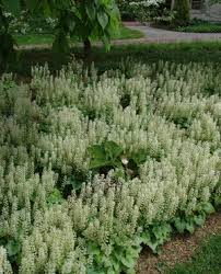 Image result for Nidorella ivifolia