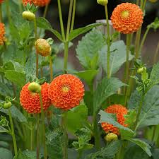We did not find results for: Pom Pom And Ball Dahlia Tubers To Buy Today From Riverside Bulbs