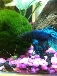 Betta tank mates for 5 gallons. My Veiltail Male Betta With One Of His Ghost Shrimp Tank Mates Shrimp Tank Betta Ghost Shrimp