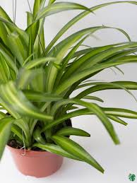 Image result for Chlorophytum pauper