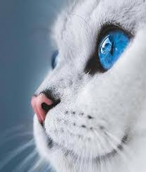 Watch The Best Youtube Videos Online Cat Kedi Ask Dog Disi Doga Cool Man Muhtesem Manzara Mavi M Lo Beautiful Cats Cat Photography Cute Animals