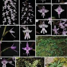 Image result for Stenoglottis