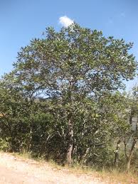 Image result for Uapaca nitida