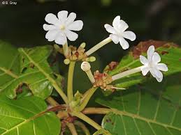 Image result for Guettarda