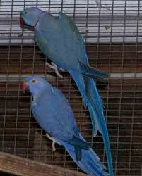 Blue Bird With White Ring Around Neck Cobalt Indian Ring Neck Parakeet Ring Necked Parakeet Parakeet Birds
