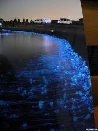 Bioluminescent Beach Puerto Rico Sparkling Firefly Squid Along Beach In Japan Bioluminescent Bay Japan Toyama