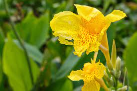 How Much To Feed Canna Lily Plants A Guide To Fertilizing Canna Lilies