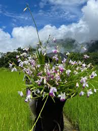 Image result for Cyathula orthacantha