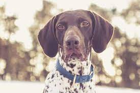 The german shorthaired pointer is a wonderful choice for very active families. German Shorthaired Pointer Puppies Everything You Need To Know