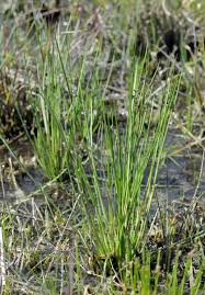 Image result for Schoenoplectiella juncea