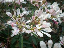 Image result for Euphorbia kilwana