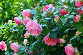 Maybe you would like to learn more about one of these? 10 Warna Bunga Mawar Yang Cantik Dapat Ditanam Di Rumah Halaman All Kompas Com
