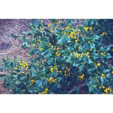 Image result for Coleus coeruleus