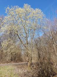 Schmetterlinge Im Garten Bund Rlp