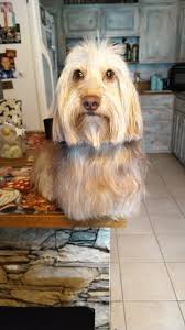 Profile for 4 Paws Grooming Spa