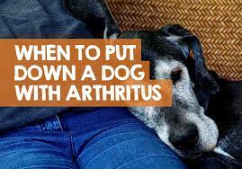 When To Euthanize A Dog With Arthritis What We Learned