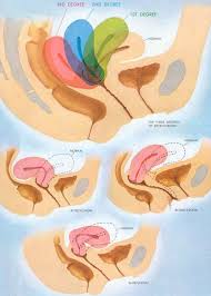 Really Need To Try This Type Of Massage I Am Imagining A World With No Cramps Retroverted Uterus Uterus Massage