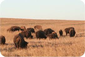 Habitat definition, the natural environment of an organism; Habitat Destruction Read Biology Ck 12 Foundation