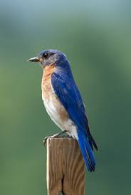 The migration routes that individual martins take will vary from year to year, or even within the same breeding season. Native Competitors Of Purple Martins