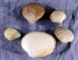 Beach Assessment Clam Identification Key King County