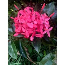 Image result for Ixora nana