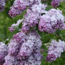 Flieder Syringa Vulgaris Mechta Flieder Pflanzen Gemeiner Flieder