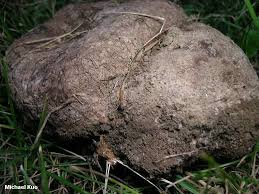 Image result for Scleroderma polyrhizon