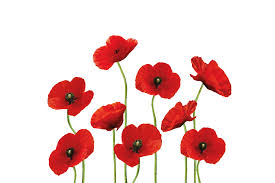 Poppies Field White Background Framed Art Print By Move Art Vector Black Medium Gallery 20x26 In 2021 Moving Art Watercolor Flowers Paintings Flower Art