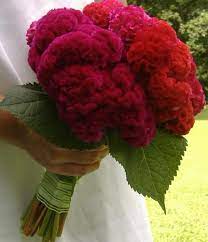 Pin On Flowers I Love
