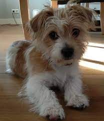 We did not find results for: Top 9 Best Amazing And Adorable Shih Tzu Cross Breeds